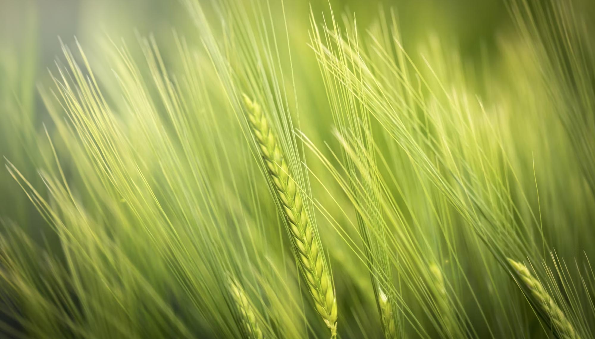 grüne Pflanzen im Feld