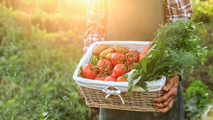 Ein Korb mit Tomaten, Kartoffeln und Karotten wird von einem Arbeiter mit schmutzigen Händen getragen